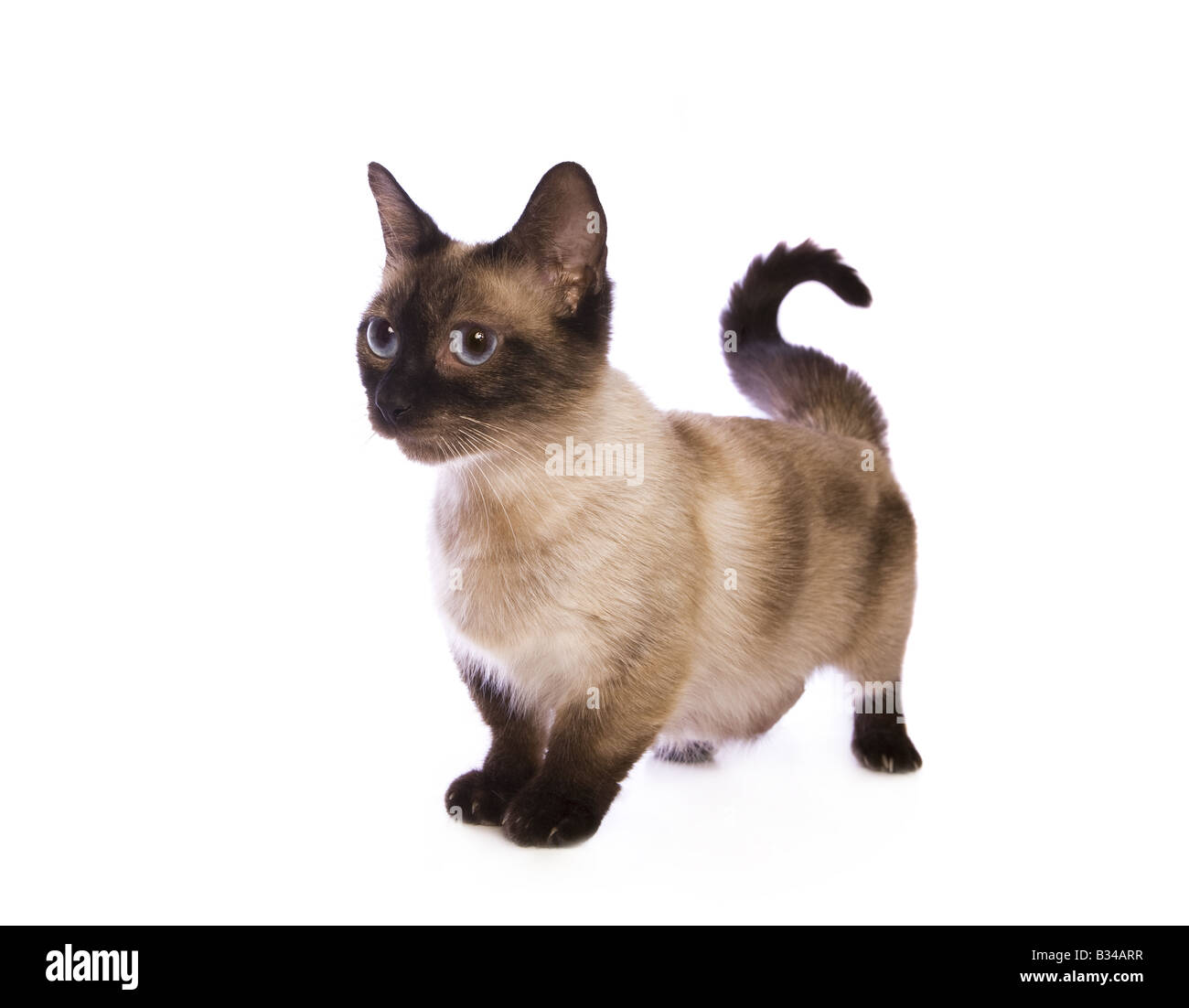 Süße Seal Point Munchkin Cat isoliert auf weißem Hintergrund Stockfoto