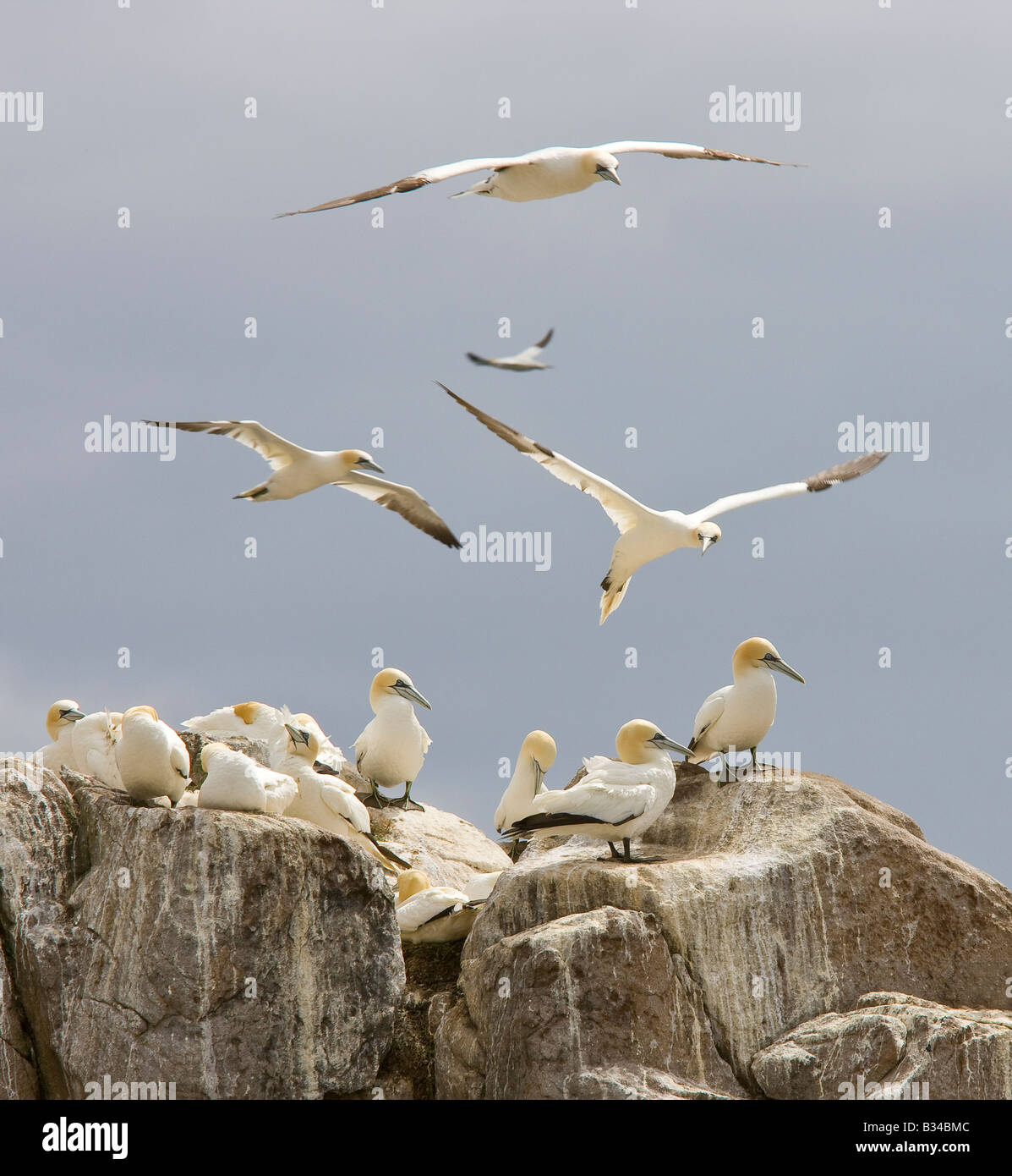 Tölpel Gannet Kolonie Bassana sula seabirds Vögel Nisting Balz Ritual Stockfoto