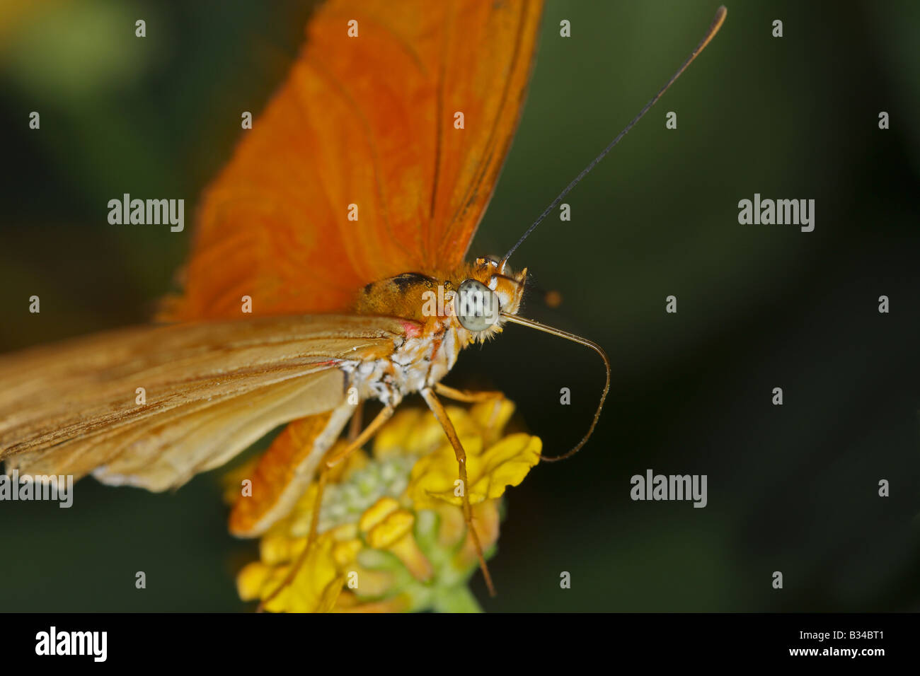 Julia Butterfly Fütterung auf Blumen im Garten Stockfoto