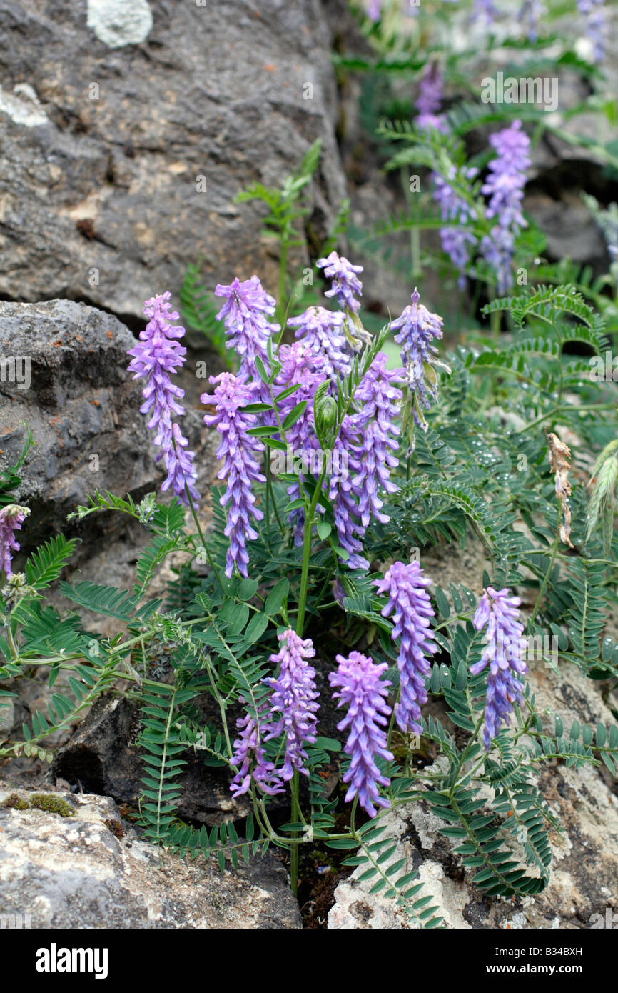 FEINE ROTBLÄTTRIGE WICKE VICIA TENUIFOLIA WÄCHST AUF KALKSTEIN ÜBER ESPINAMA PICOS DE EUROPA SPANIEN Stockfoto