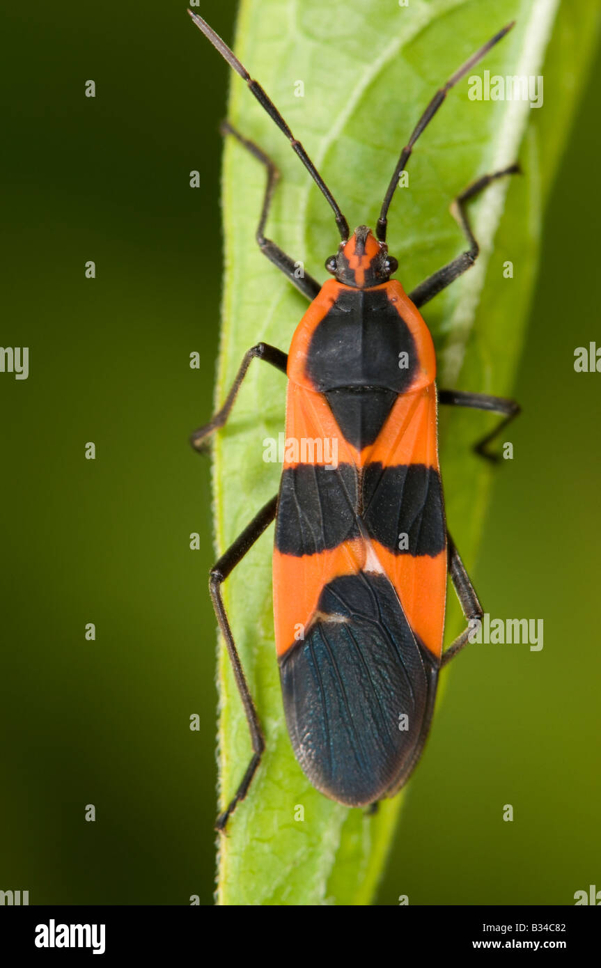 große Wolfsmilch Fehler Oncopeltus fasciatus Stockfoto