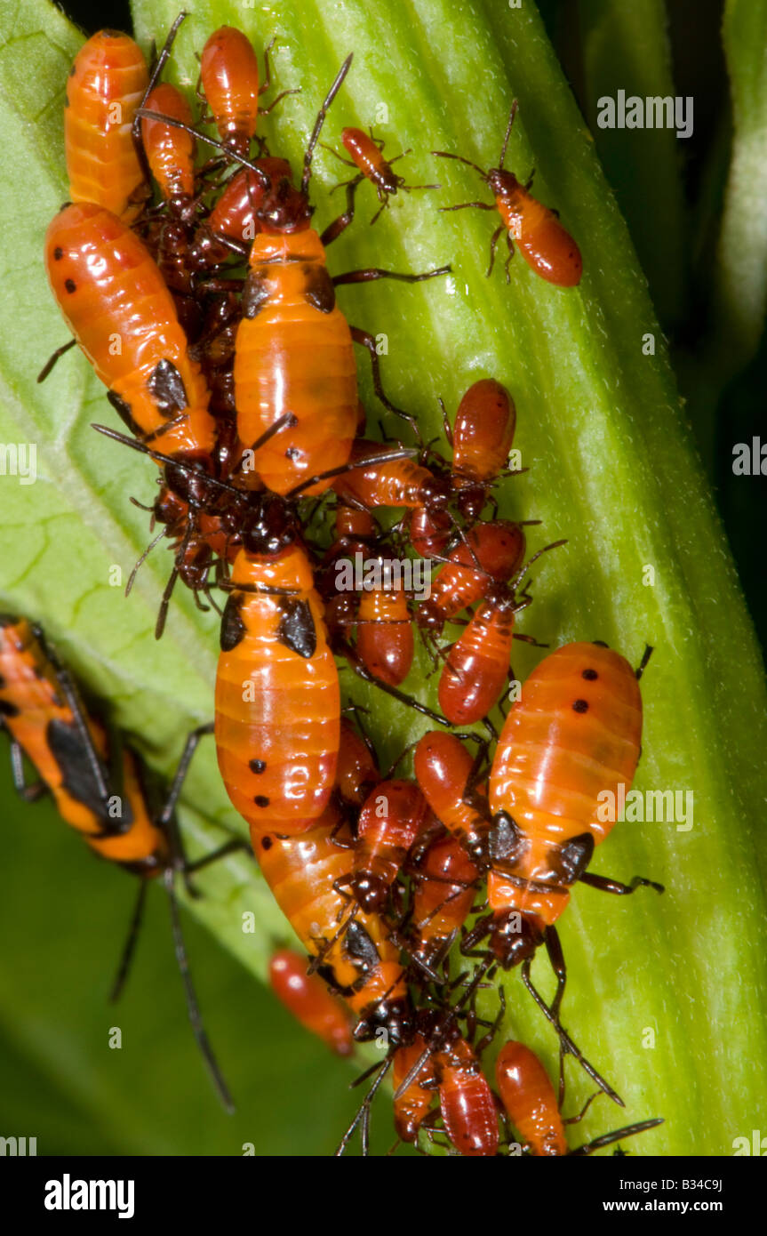 Unreife große Wolfsmilch bugs Oncopeltus fasciatus Stockfoto