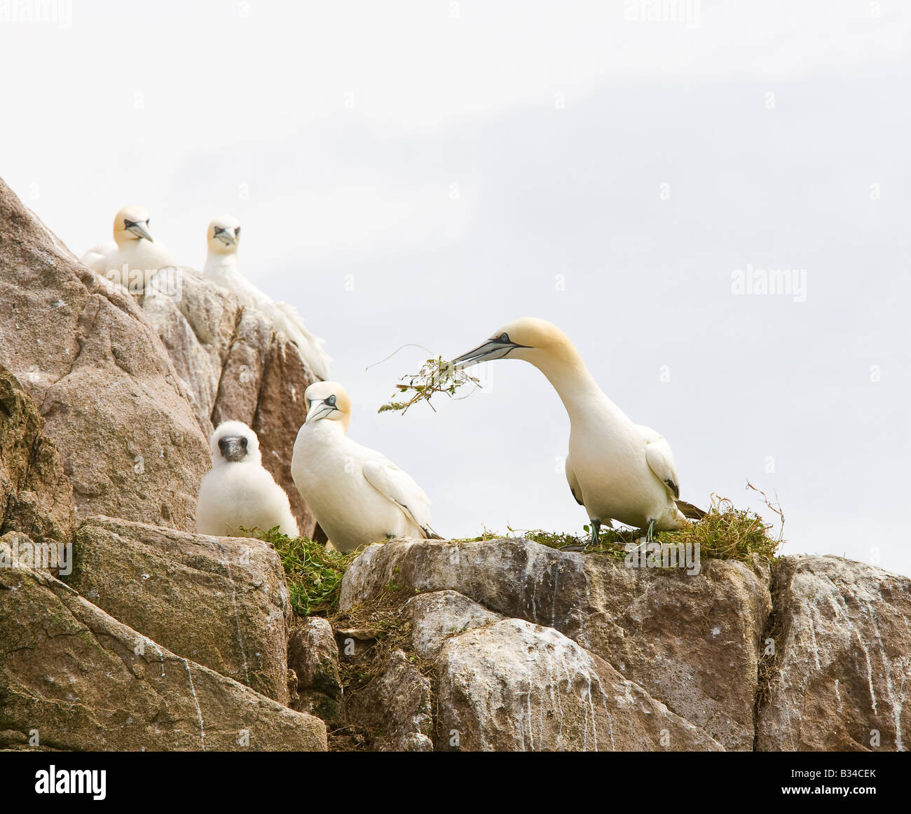Tölpel Gannet Kolonie Bassana sula seabirds Vögel Nisting Balz Ritual Stockfoto