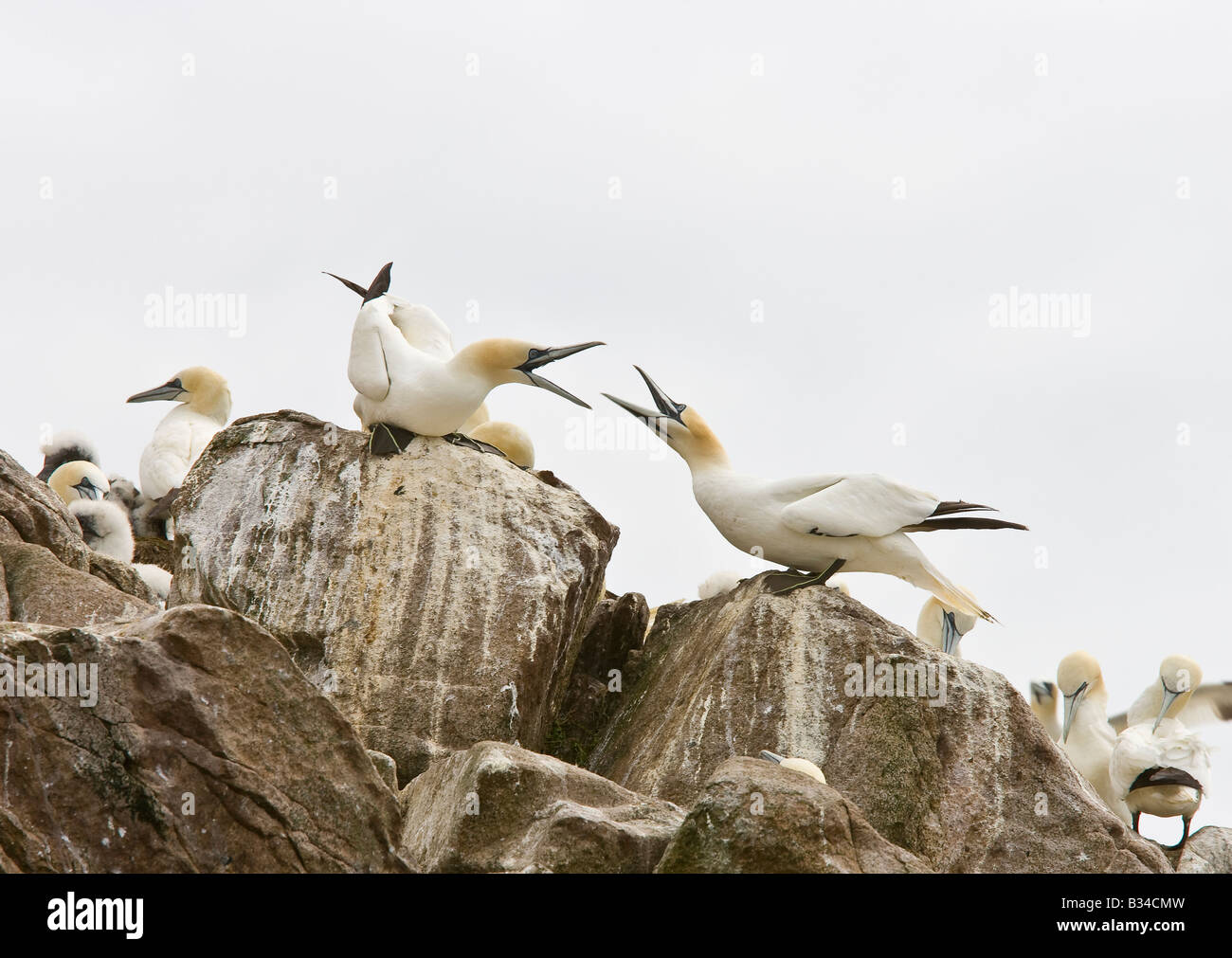 Tölpel Gannet Kolonie Bassana sula seabirds Vögel Nisting Balz Ritual Stockfoto