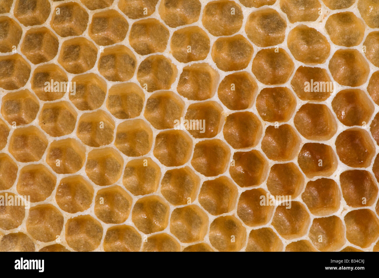 ein Teil der neugebildeten Waben aus in einem Bienenstock Stockfoto