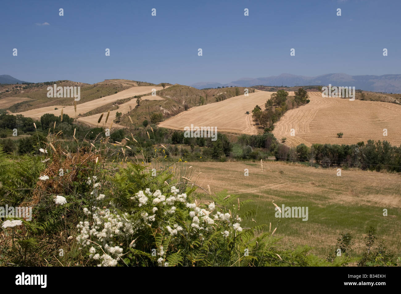 Wilde Blumen, sanfte Hügel und in der Nähe des Parco Nazionale del Pollino geerntet werden Stockfoto