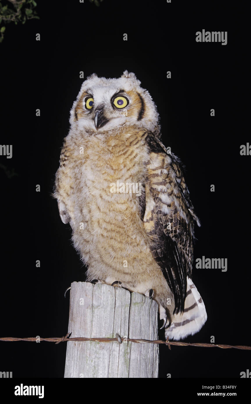 Große gehörnte Eule Bubo Virginianus Küken bei Nacht Starr County Rio Grande Valley Texas USA Stockfoto