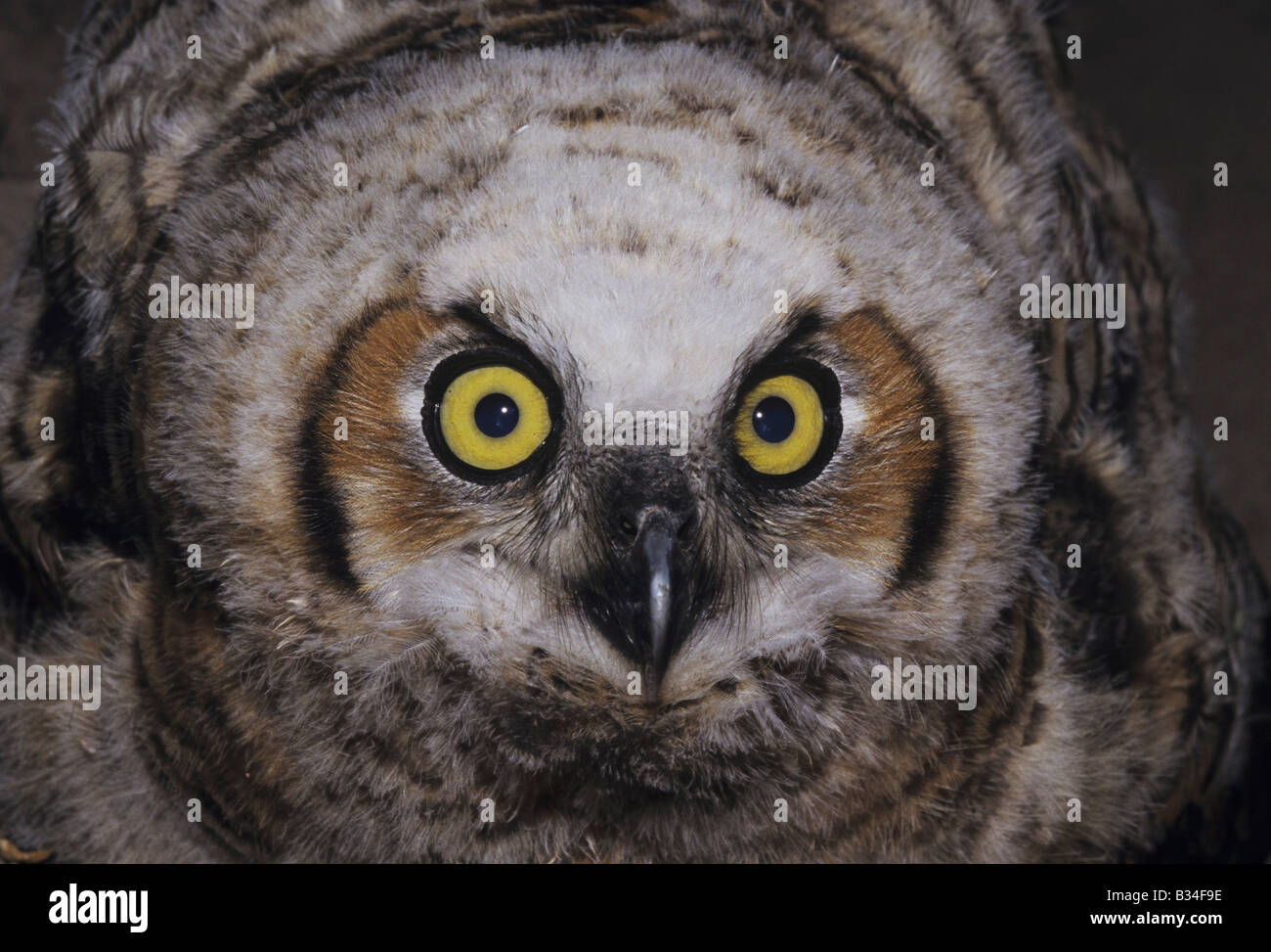 Große gehörnte Eule Bubo Virginianus junge Fledling Starr County Rio Grande Valley, Texas USA Stockfoto