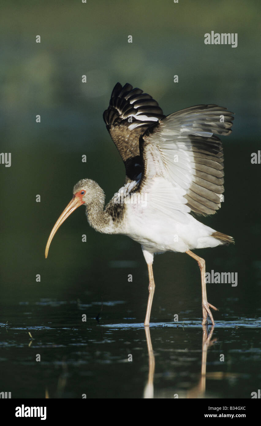 Weißer Ibis Eudocimus Albus unreif Fuß Sinton als Bend, Texas USA Stockfoto