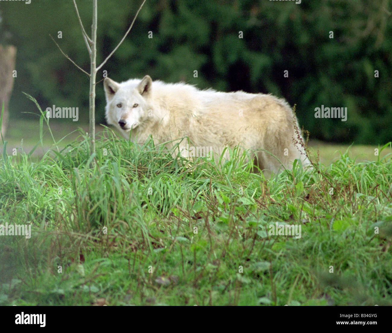 Gray Wolf Woodlawn Park Zoo Tiere Wölfe Hunde Stockfoto