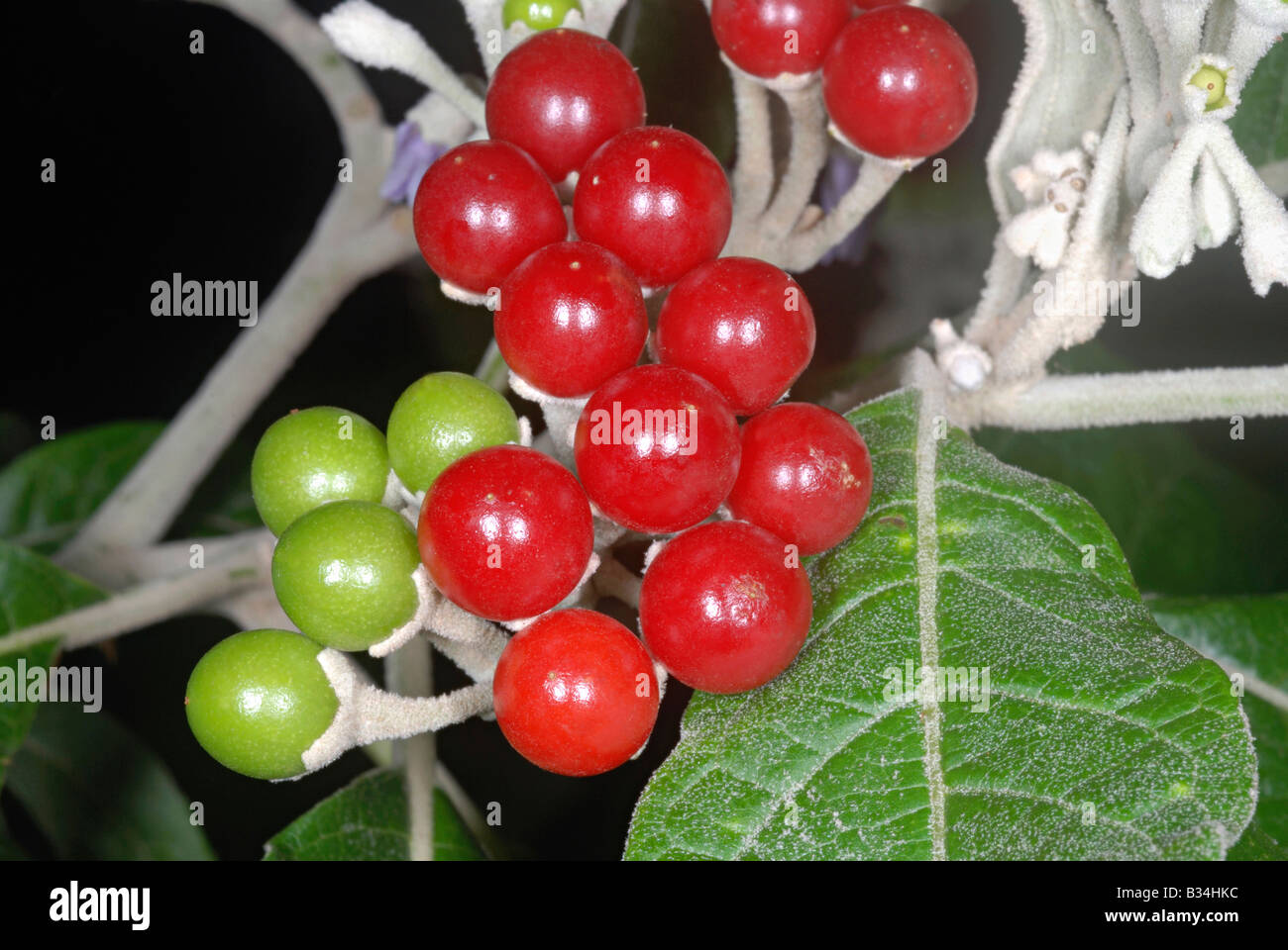 Die reifen Früchte einer Art Solanum. Dieser Strauch wächst in offene und Abfallentsorgung Land in Teilen der Wastern Ghats. Stockfoto