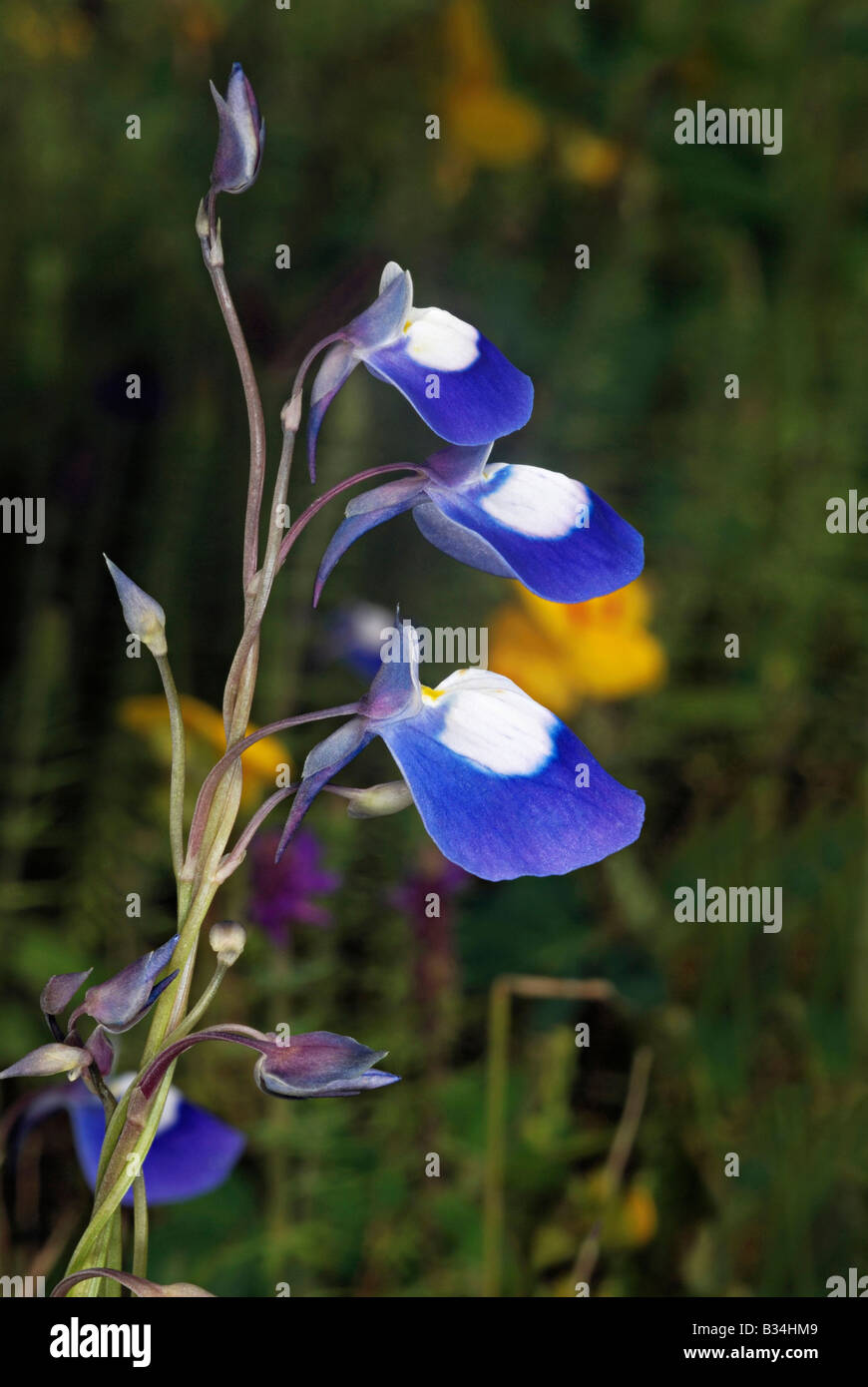 Utricularia sp. Dieses semi-aquatischen Kraut hat Blase die verwendet werden, um winzige Insekten zu fangen. Bladderworts. Stockfoto