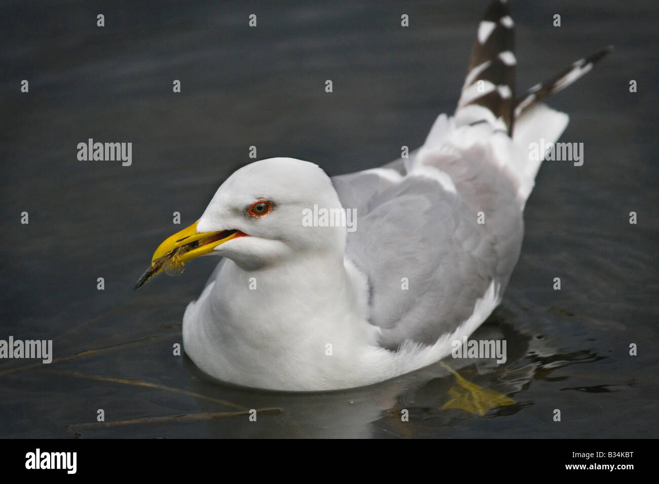 Mew Gull, Larus Canus, Essen ein Bug, Potters Marsh, Anchorage, Alaska Stockfoto