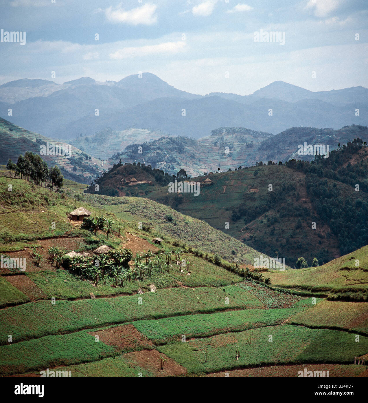 Uganda, Südwesten Ugandas Kisoro. Das schöne Hügelland der Südwesten Ugandas und Ruandas unterstützt eine der höchsten dichten menschlichen Bevölkerung in Afrika. Infolgedessen wird jeden Quadratzoll dieser fruchtbaren vulkanischen Boden umgegraben und grob terrassiert an steilen Hängen um Erosion zu verhindern. Gesegnet mit guten Niederschlägen, ist fast jede denkbare Ernte angebaut. Stockfoto