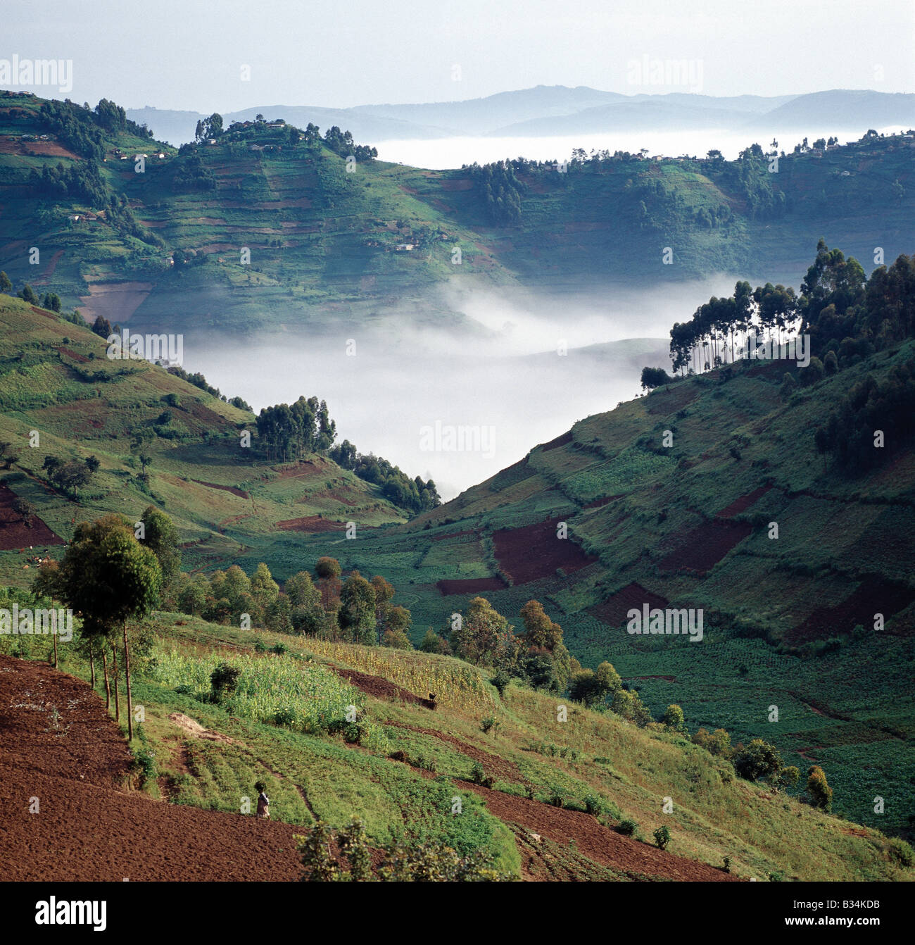 Uganda, Südwesten Ugandas Kisoro. Nebel schmiegt sich ein Tal in den frühen Morgenstunden. Das schöne Hügelland des Südwestens Stockfoto