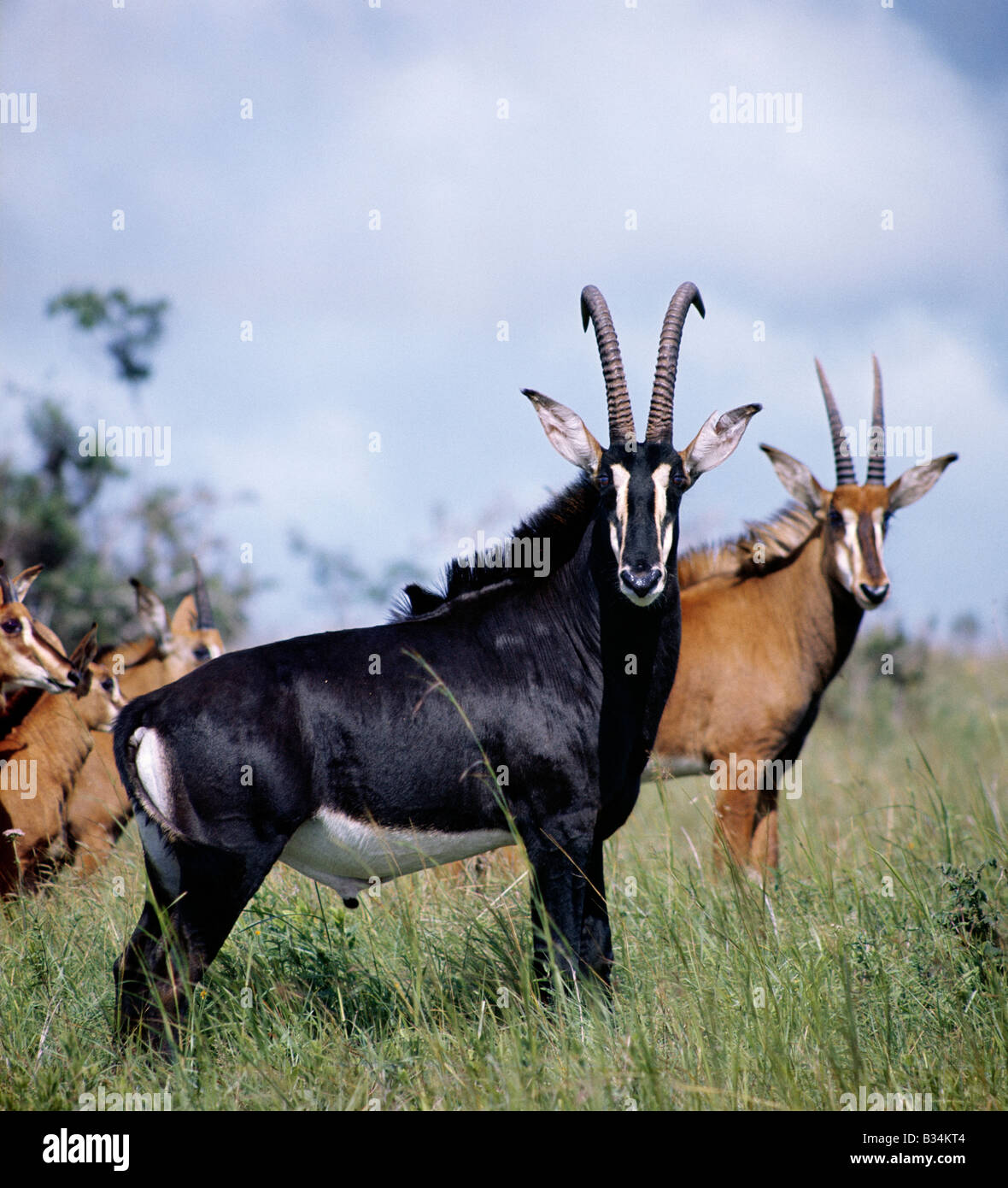 Kenia, Küstenprovinz, Shimba Hills. Eine herrliche Rappenantilope Stier mit Weibchen und Jungtiere in den Shimba Hills National Park. Zobel sind wohl die schönste von ganz Afrika Antilopen. Stockfoto