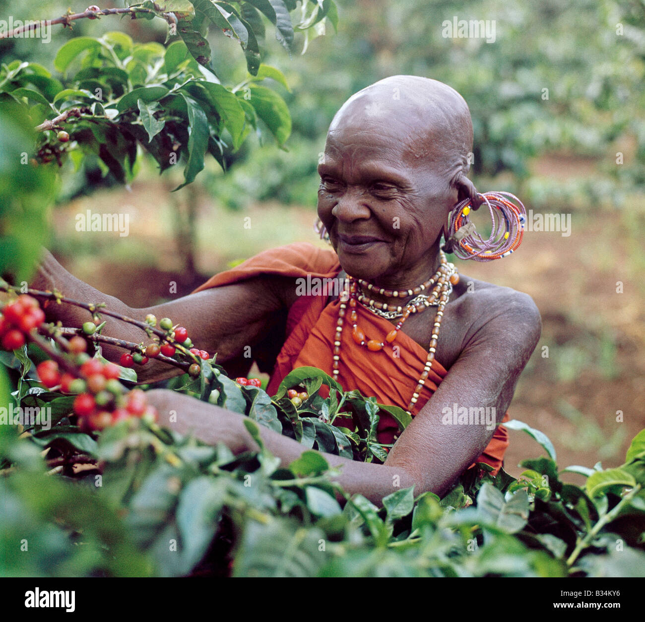 Kenia, Nakuru Bezirk Subukia Tal. Eine alte Dame Kikuyu nimmt Kaffee. In den 1960er Jahren genommen, zeigt dieses Foto eine traditionelle Form der Kleidung und Ohr Schmuck unter den Kikuyu Frauen, die völlig verschwunden ist. Stockfoto