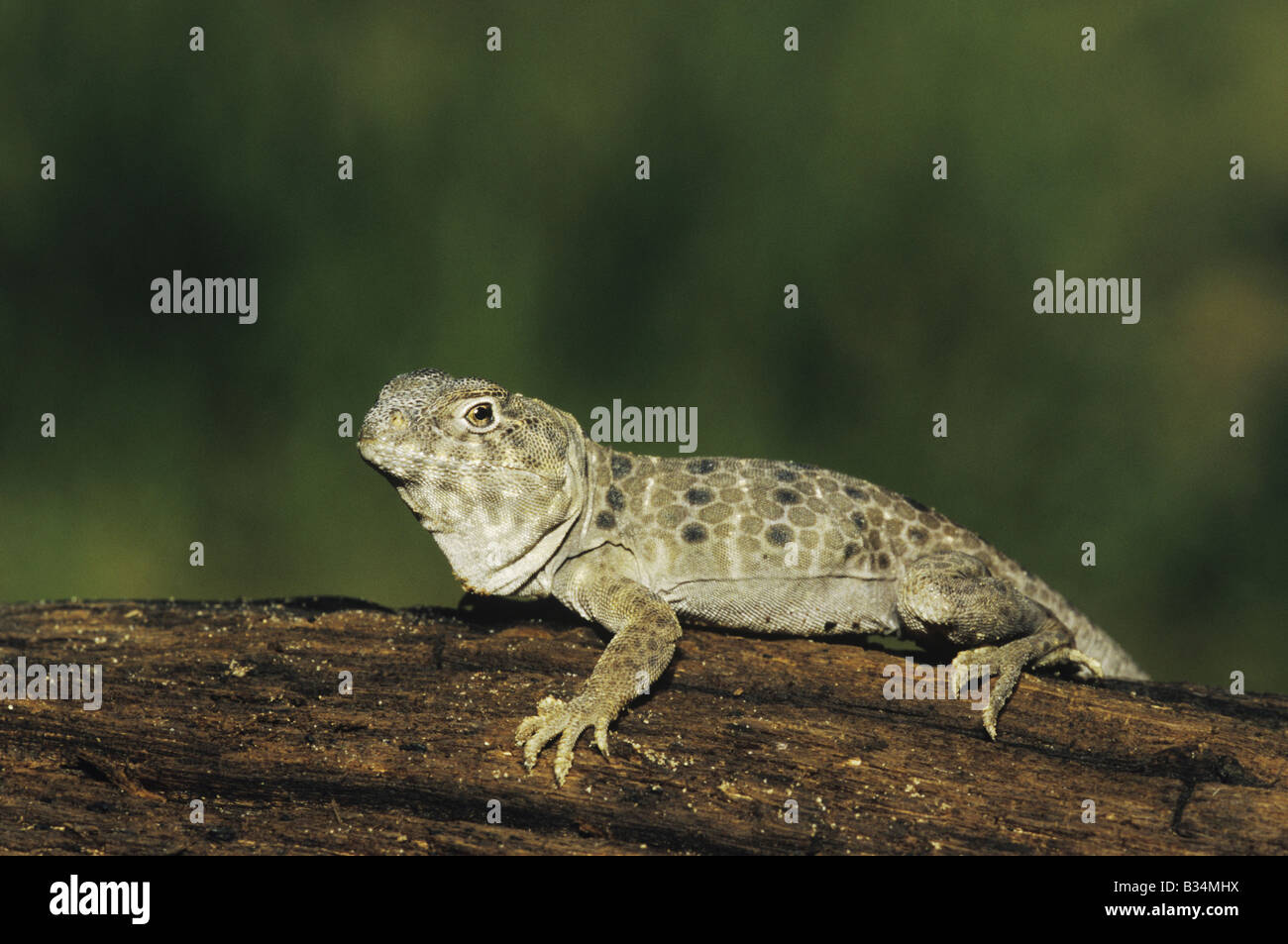 Netzförmig Collared Eidechse Crotaphytus Reticulatus Erwachsenen Sonnen Starr County Rio Grande Valley, Texas USA Stockfoto