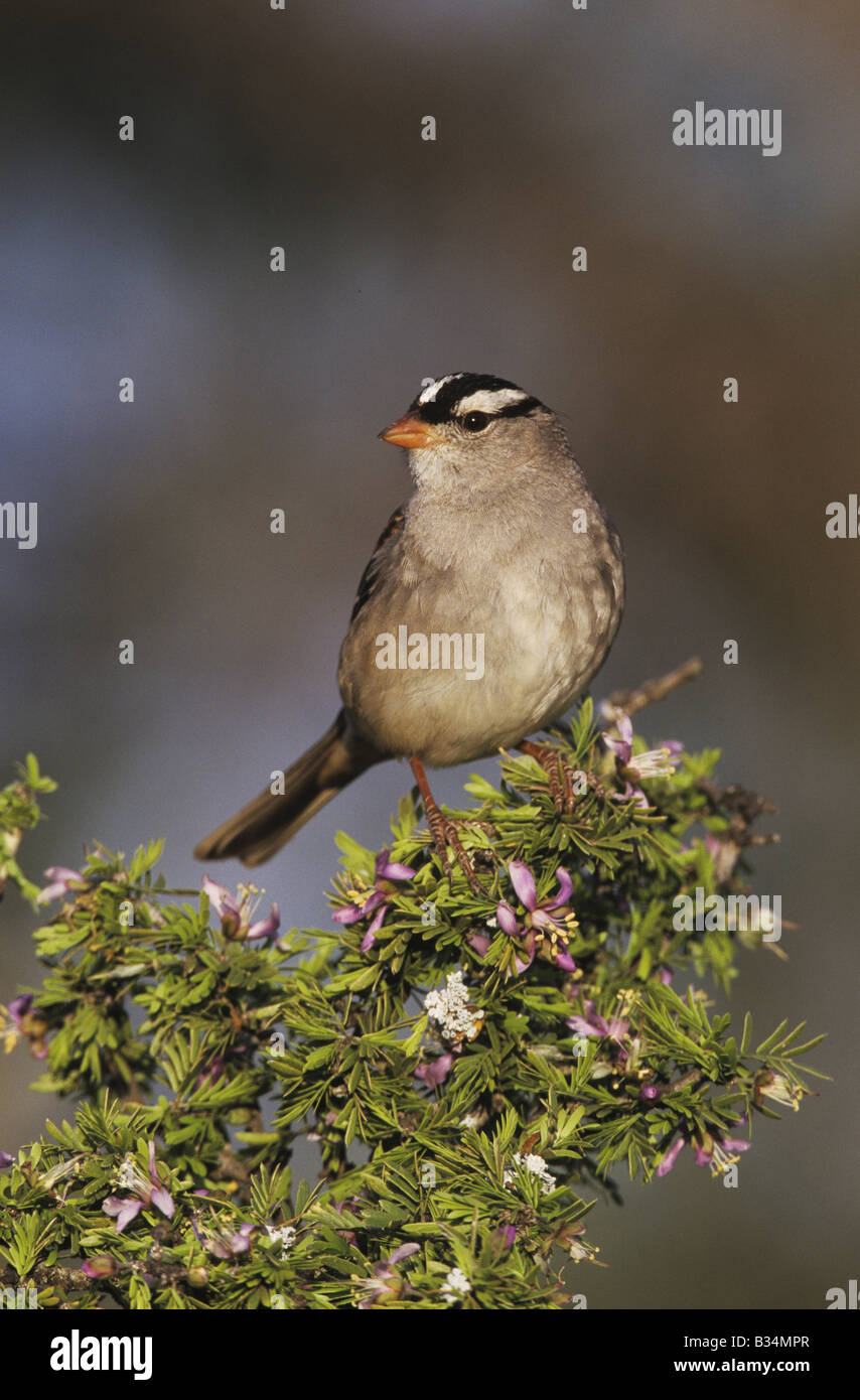 Weiß – Crowned Sparrow Zonotrichia Leucophrys Erwachsene auf blühende Guayacan Guaiacum Angustifolium Rio Grande Valley, Texas USA Stockfoto
