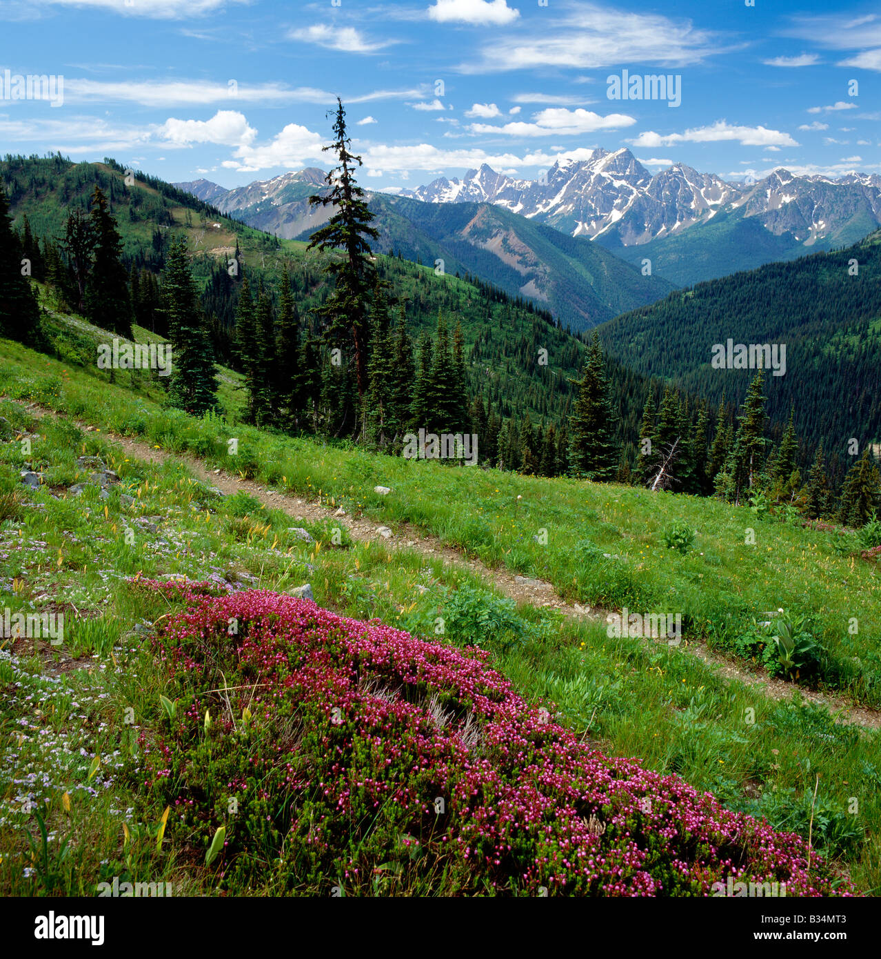 Wildblumen in der Nähe von Harts übergeben, Pasayten Wildnis, Cascade Mountains, Washington state, USA Stockfoto