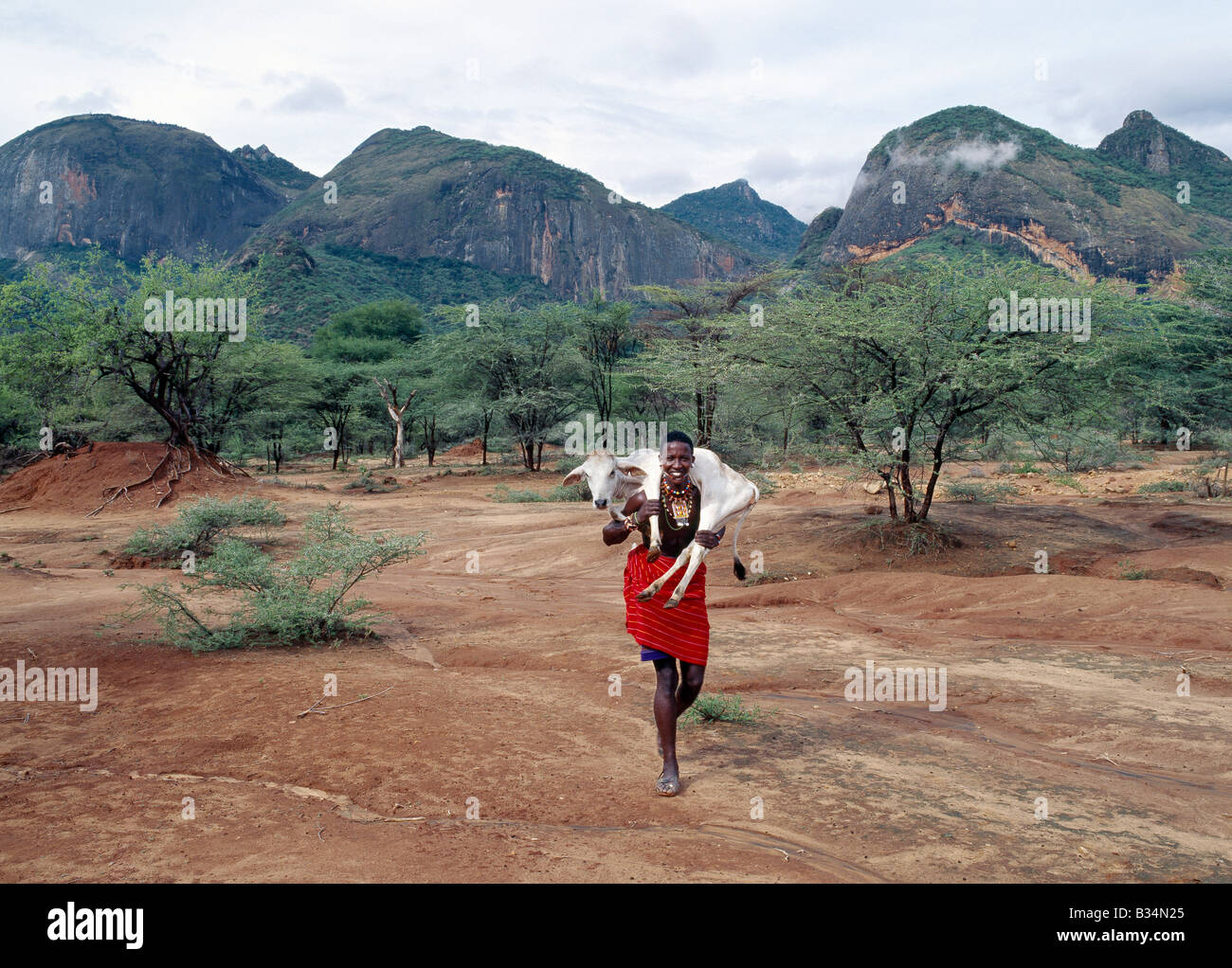 Kenya, Samburu District, Ndoto-Bergen. Ein Samburu Krieger trägt nach Hause ein kleines Kalb zu seiner Familie Manyatta (Homestead) befindet sich am Fuße der schroffen Ndoto-Bergen. Die Samburu Nordkenia sind eine semi-nomadische pastoralen Gemeinschaft im Zusammenhang mit ihren berühmteren Vettern, die Maa - Massai sprechen. Stockfoto