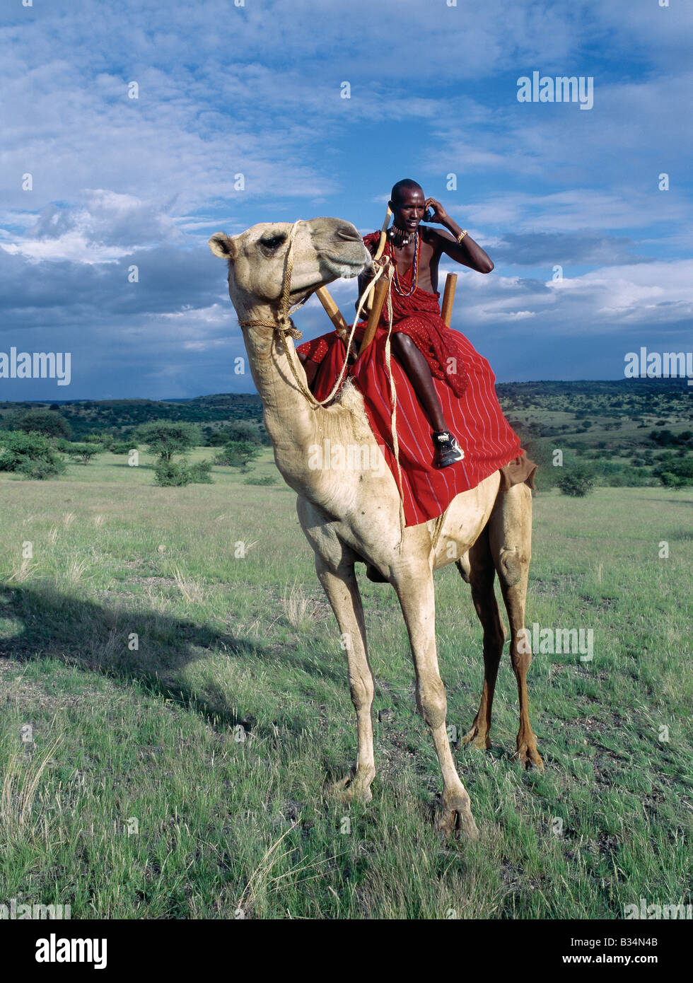 Kenia, Provinz Rift Valley, Magadi. Ein Massai-Krieger spricht von den "Sattel" von seinem Kamel in der Nähe von Lake Magadi im kenianischen Rift Valley Province auf seinem Handy. Mobiltelefone sind eine beliebte Methode der Kommunikation mit Familie und Freunden in den Remotebereichen von Kenia. Obwohl die Maasai Kamele üblicherweise nicht einhalten, ist ein Großteil der semi-ariden Land der südlichen Maasailand für Kamele besser geeignet als Vieh. Stockfoto