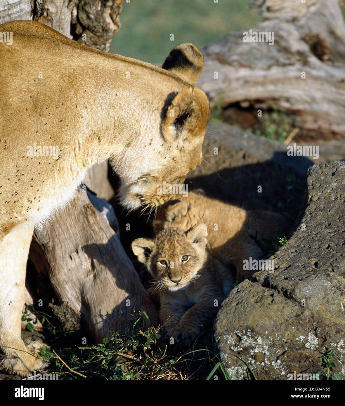 Kenia, Narok District, Masai Mara National Reserve. Eine Löwin und ihre Jungen. In den ersten sechs bis acht Wochen ihres Lebens wird Cub in einem Dickicht oder Felsvorsprung verborgen werden, wenn ihre Mutter auf die Jagd geht. Als sie zurückkehrt, nennen sie sie aus dem Versteck mit einem weichen, kehligen "Eoaw-Pfui". Stockfoto