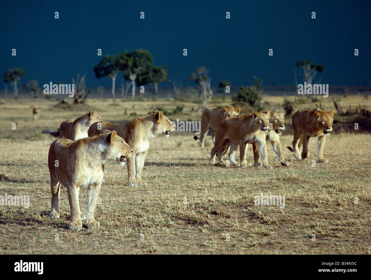 Kenia, Narok District, Masai Mara National Reserve. Ein Rudel Löwen zieht ins Tierheim von einem herannahenden Sturm. Der Kern jeder stolz ist eine Reihe von eng verwandten Weibchen. Stockfoto