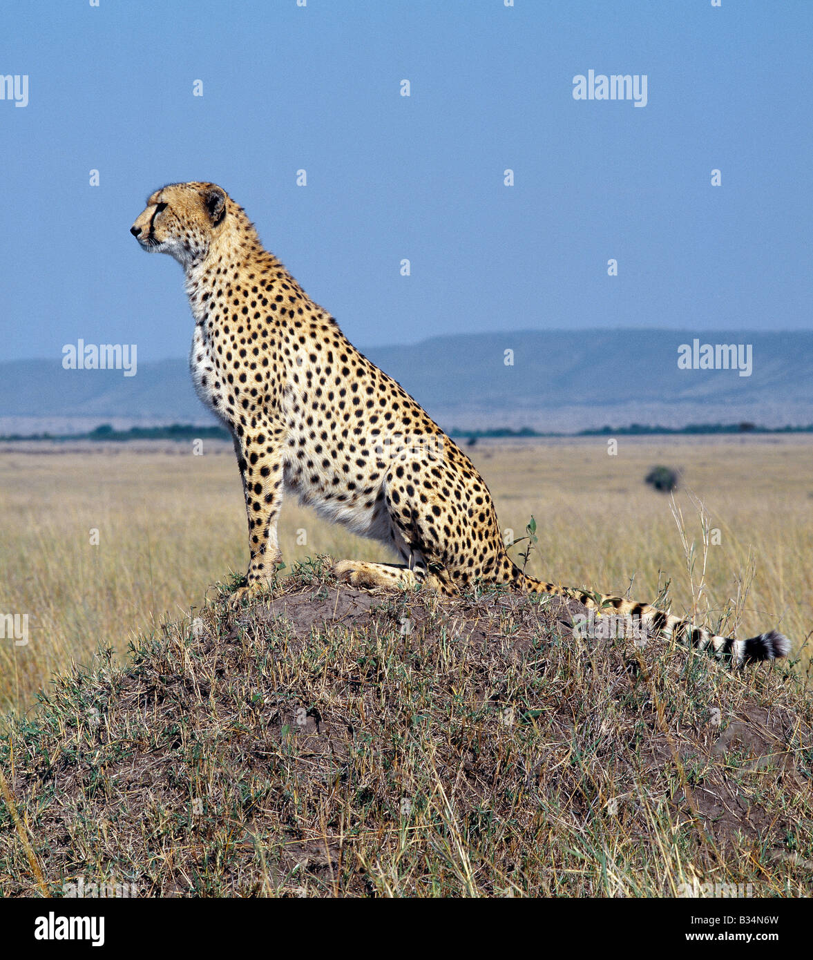 Kenia, Narok District, Masai Mara National Reserve. Ein Gepard Erhebungen der Grasebenen der Masai Mara aus einer Termite-Hügel. Die Stockfoto
