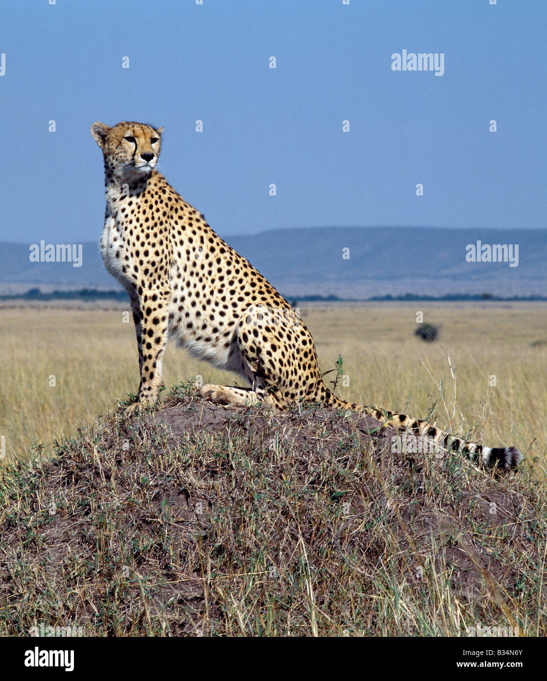 Kenia, Narok District, Masai Mara National Reserve. Ein Gepard Erhebungen der Grasebenen der Masai Mara aus einer Termite-Hügel. Die Stockfoto