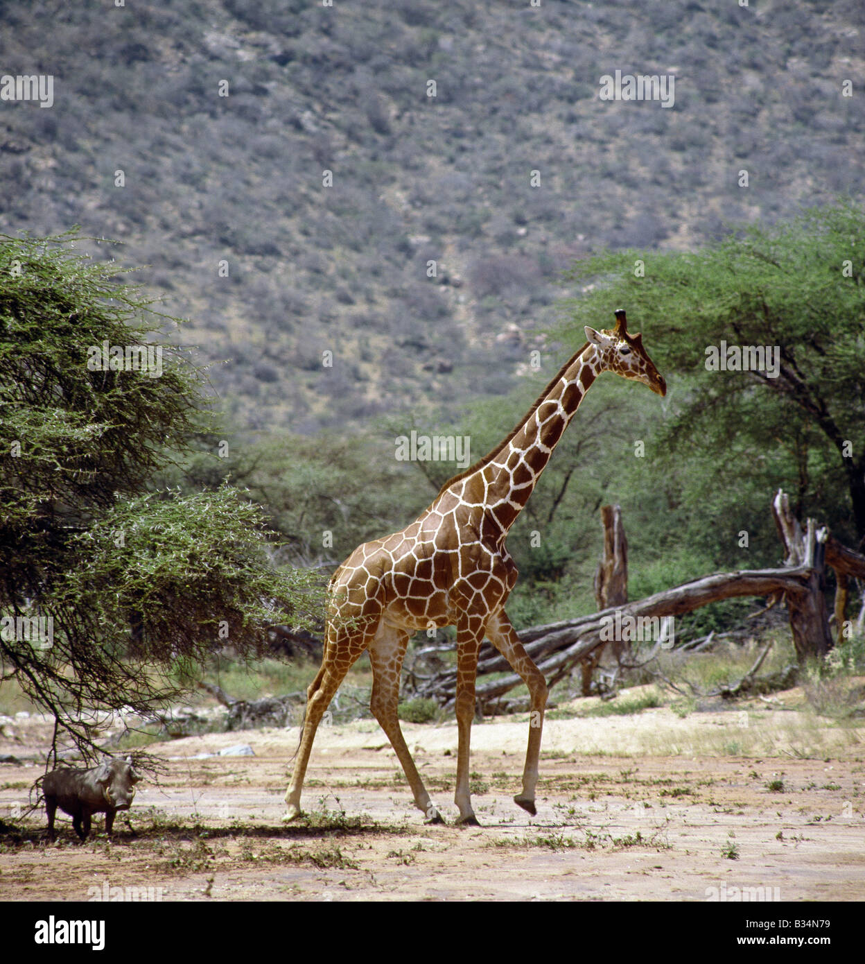 Kenya, Samburu District, Samburu National Reserve. Eine große Giraffe (Giraffa Reticulata) kreuzt eine saisonale Flussbett in der Samburu National Reserve von Nordkenia wie ein Warzenschwein im Schatten eines Baumes Dorn steht. Diese fein markiert Giraffen finden nur in Nordkenia und Somalia, wo sie jetzt extrem anfällig sind. . Stockfoto