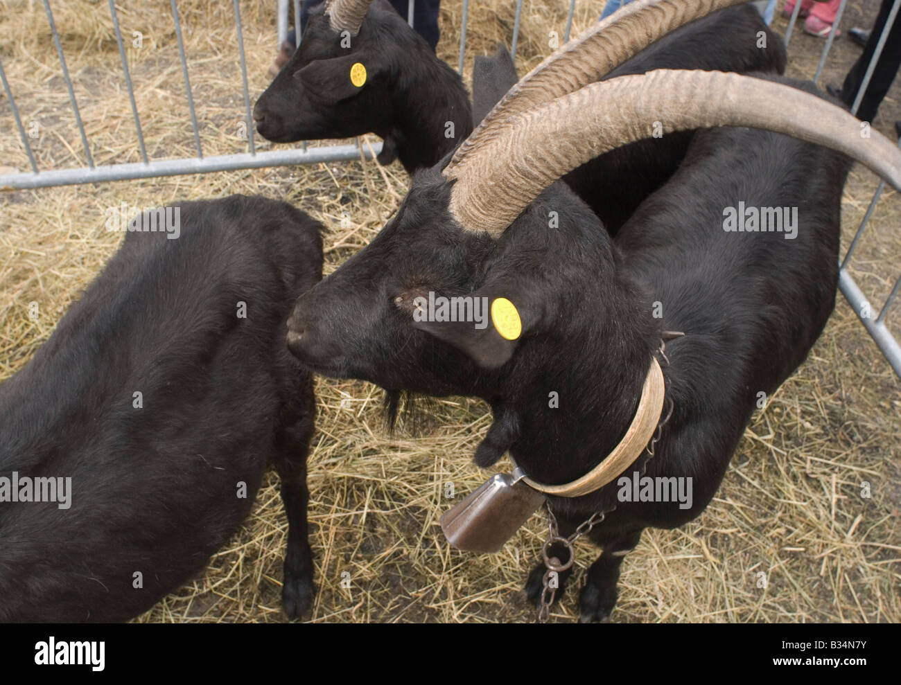 Nera Verzasca Ziege Stockfoto