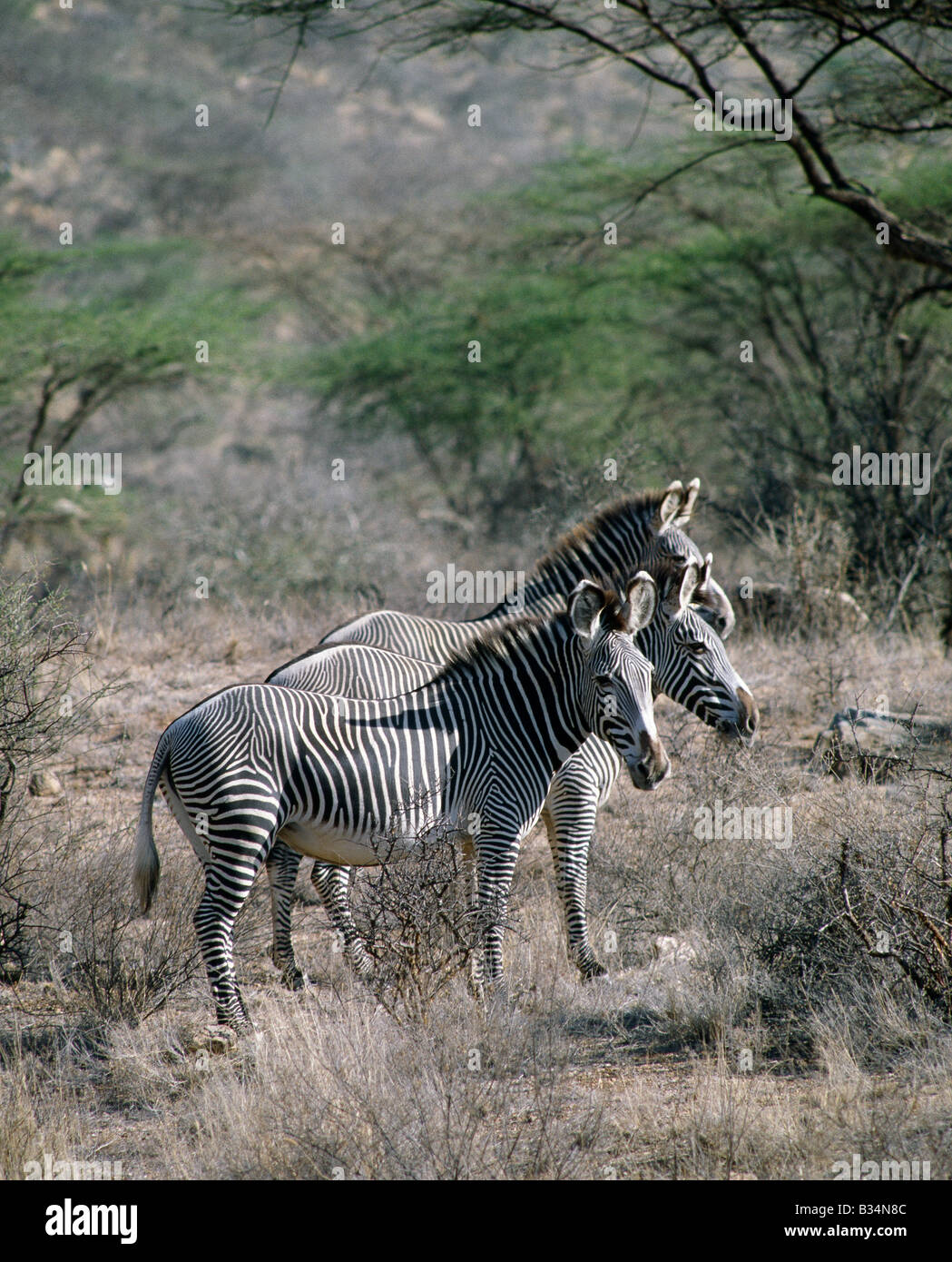 Kenya, Samburu District, Samburu National Reserve. GREVY Zebras bewohnen trockene Buschland im Norden Kenias. Sie sind die meisten nördlichen Vertreter der Zebra-Familie und durch ihre großen Rahmen, Untertasse-förmige Ohren und Vogelschutznetz Streifen aus der gemeinsamen oder Burchell Zebra unterschieden werden können. Sie werden von der IUCN als vom Aussterben bedrohte Arten aufgelistet. . Stockfoto