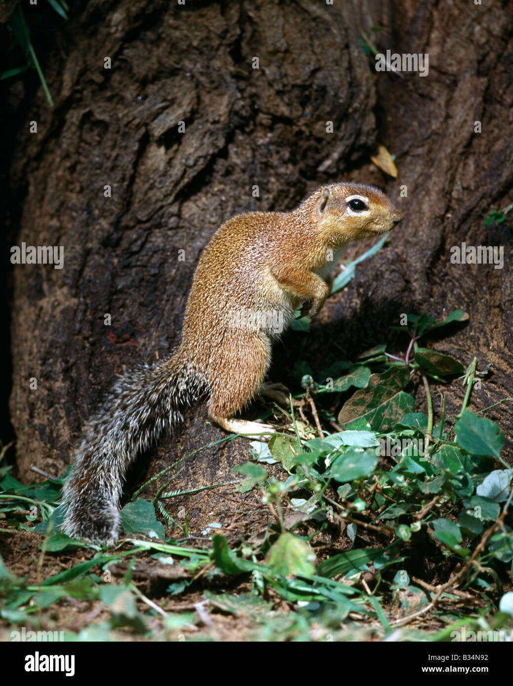 Kenya, Samburu District, Samburu National Reserve. Eine Ungestreifte Ziesel. Im Gegensatz zu anderen Mitgliedern der Familie Eichhörnchen Klettern Eichhörnchen selten Bäume. Häufig stehen sie aufrecht, um einen besseren Überblick über ihre Umgebung zu erhalten. . Stockfoto