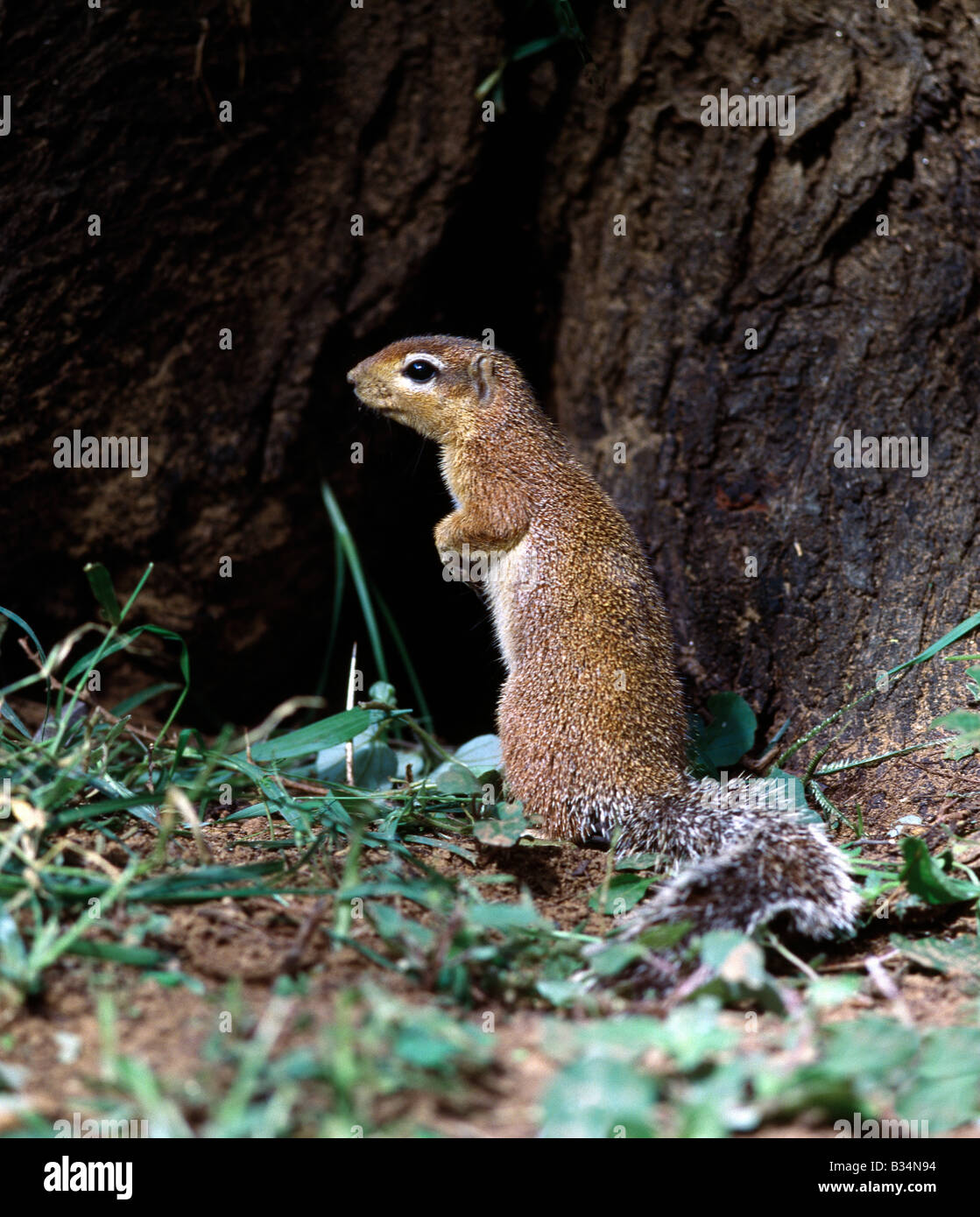 Kenya, Samburu District, Samburu National Reserve. Eine Ungestreifte Ziesel. Im Gegensatz zu anderen Mitgliedern der Familie Eichhörnchen Klettern Eichhörnchen selten Bäume. Häufig stehen sie aufrecht, um einen besseren Überblick über ihre Umgebung zu erhalten. . Stockfoto
