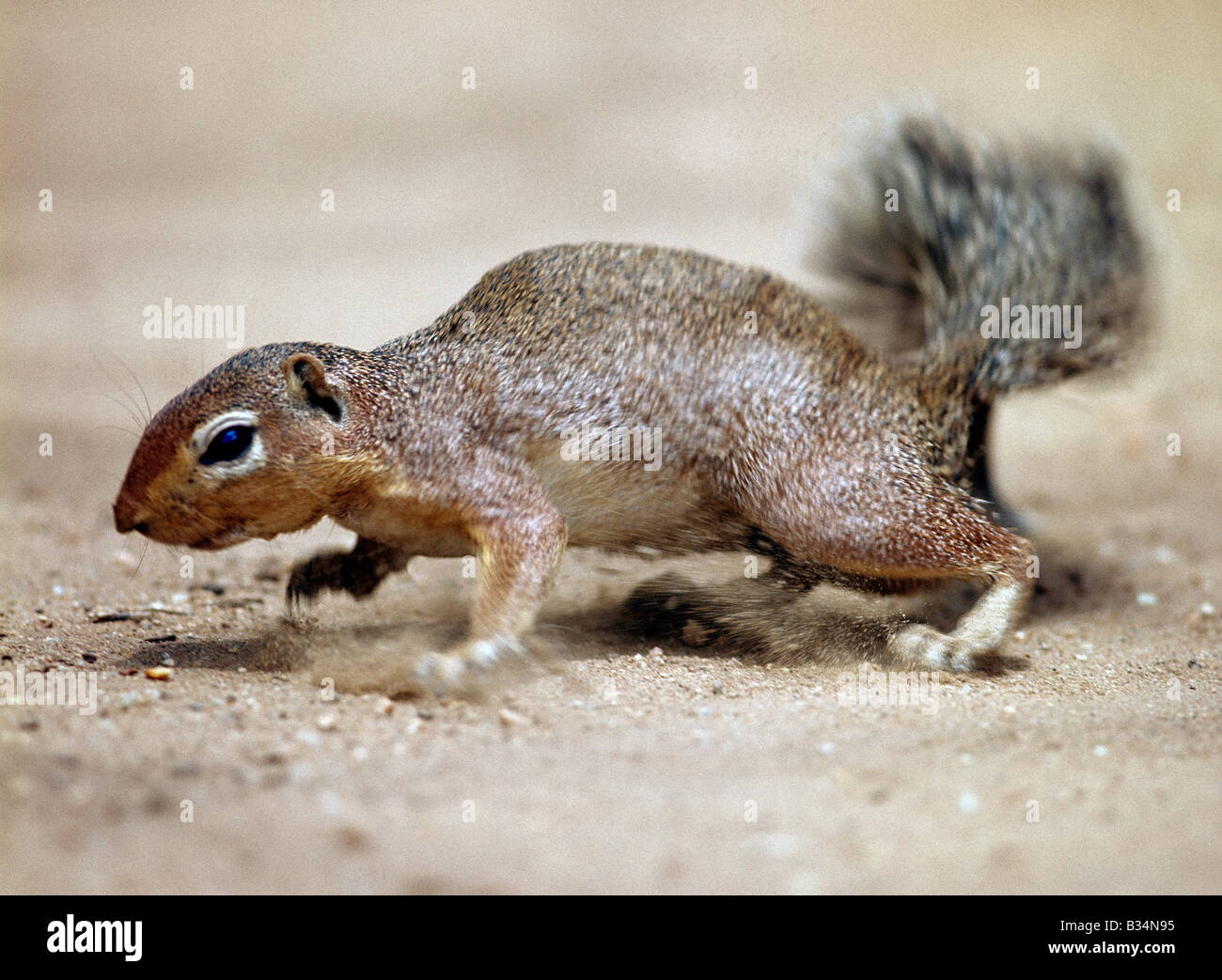 Kenya, Samburu District, Samburu National Reserve. Eine Ungestreifte Ziesel. Im Gegensatz zu anderen Mitgliedern der Familie Eichhörnchen Klettern Eichhörnchen selten Bäume. Häufig stehen sie aufrecht, um einen besseren Überblick über ihre Umgebung zu erhalten, aber in Zeiten der Gefahr sie Bolzen für ihre Höhlen. . Stockfoto