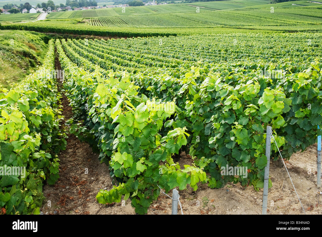 Weinberge in Mailly Montagne de Reims Frankreich Stockfoto
