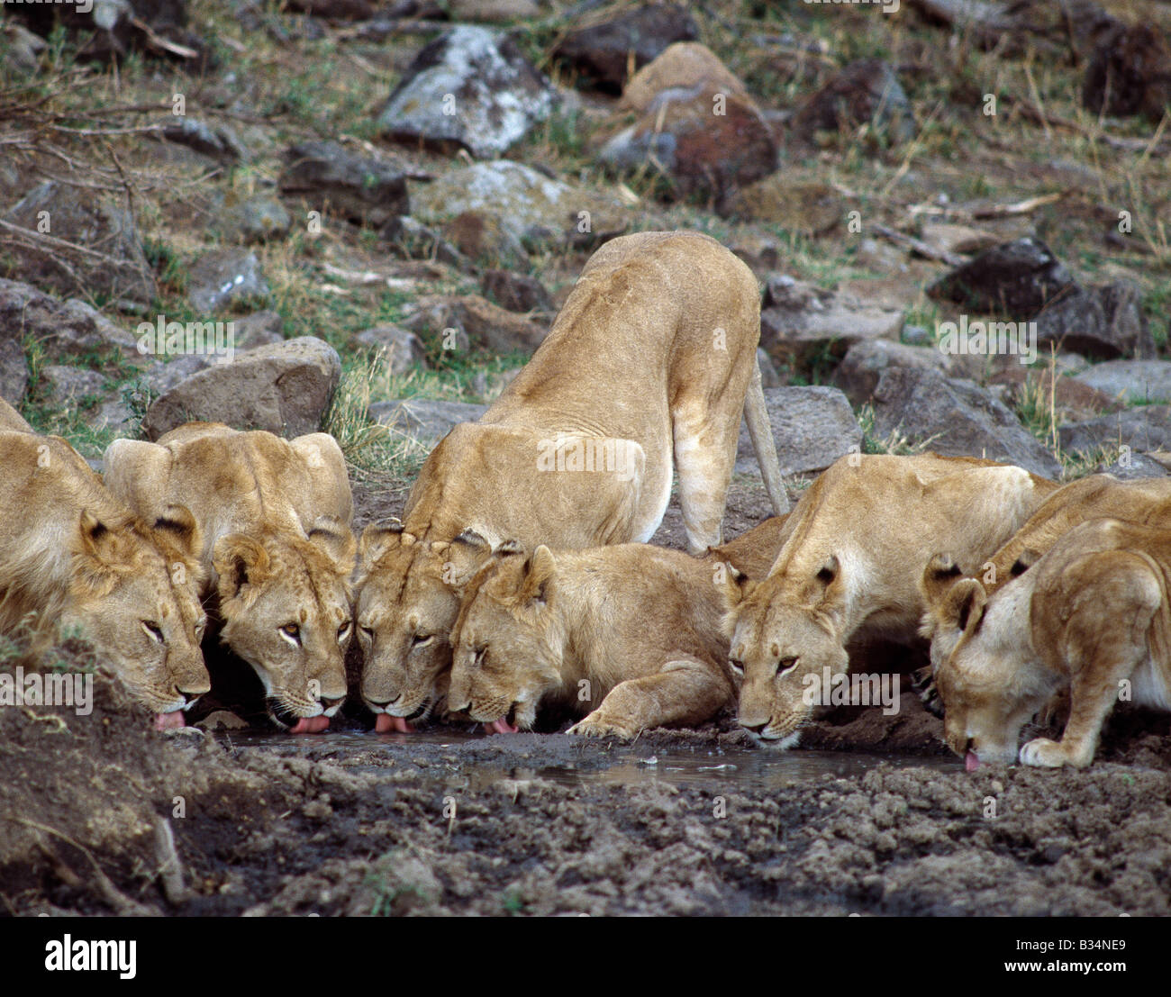 Kenia, Narok District, Masai Mara National Reserve. Ein Rudel Löwen trinkt aus einem schlammigen Pool in der Masai Mara Wildreservat. Stockfoto