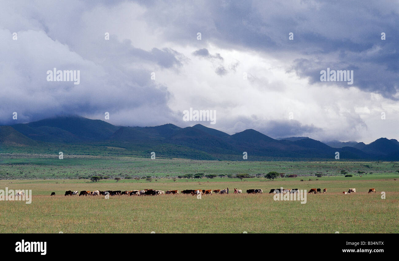 Massai Hirten Stockfotos Und bilder Kaufen Alamy
