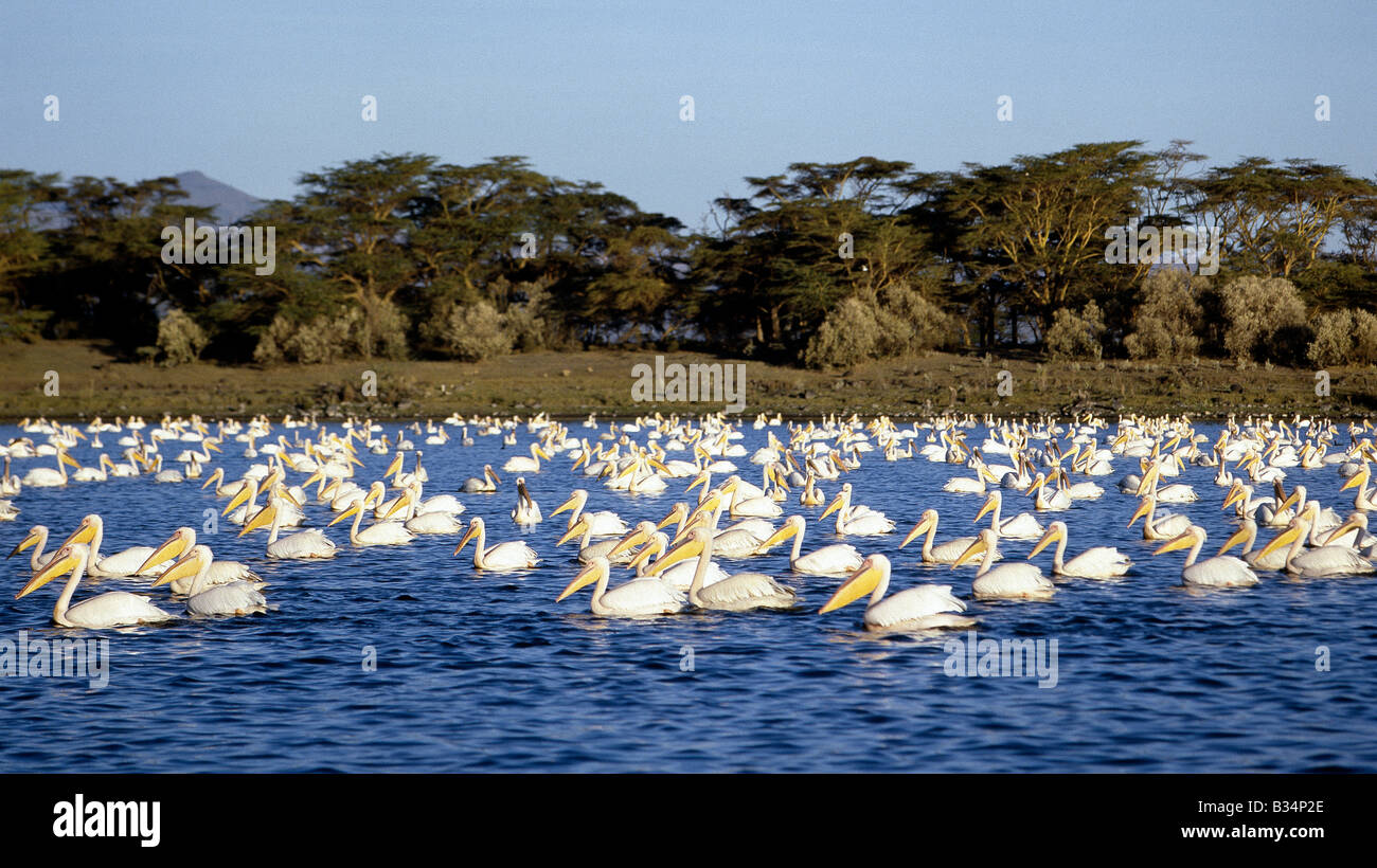 Gregory rift system -Fotos und -Bildmaterial in hoher Auflösung – Alamy