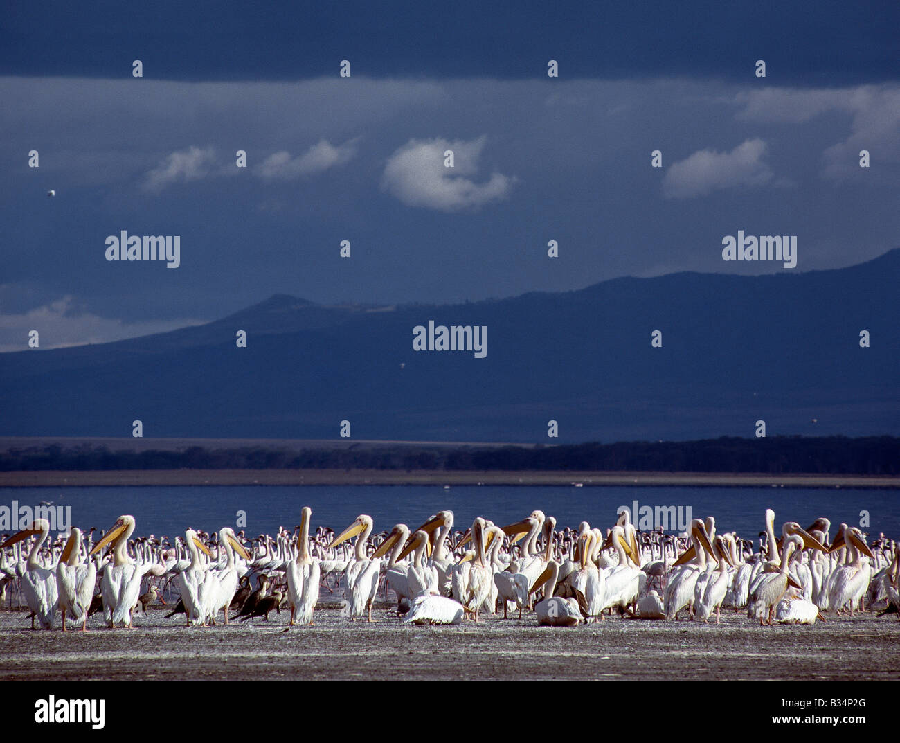Gregory rift system -Fotos und -Bildmaterial in hoher Auflösung – Alamy