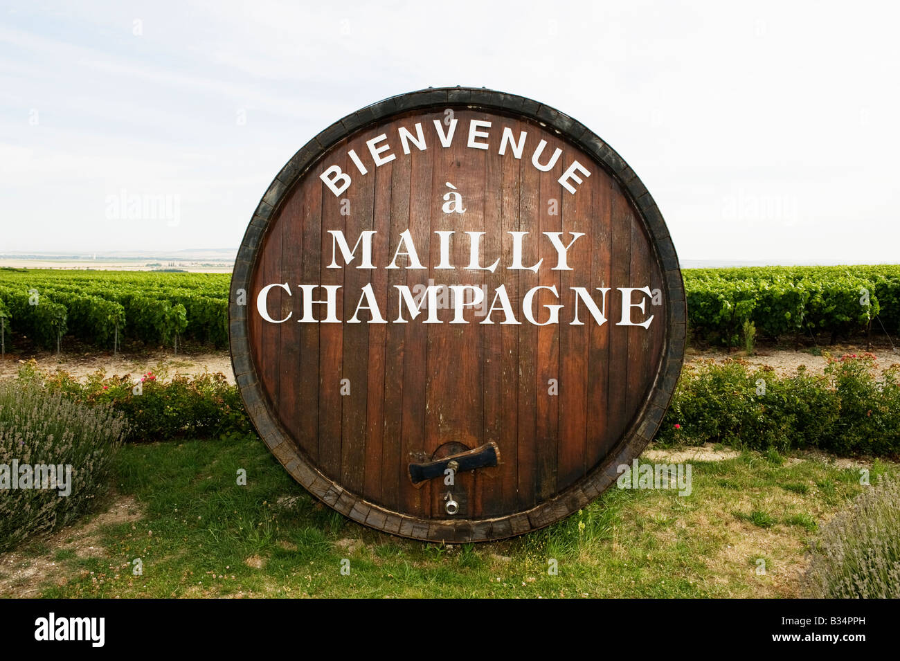 Mailly Champagne Weinberg Montagne de Reims Frankreich Stockfoto