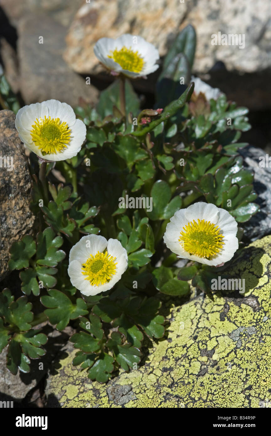 Gletscher Crowfoot (Ranunculus Cyclopoida) Stockfoto