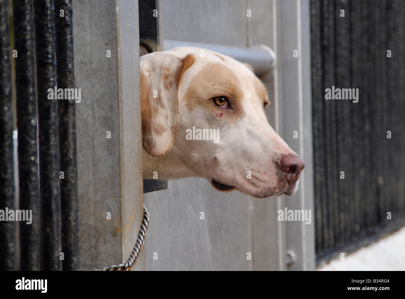 English Foxhound durch Zwinger Bars suchen Stockfoto