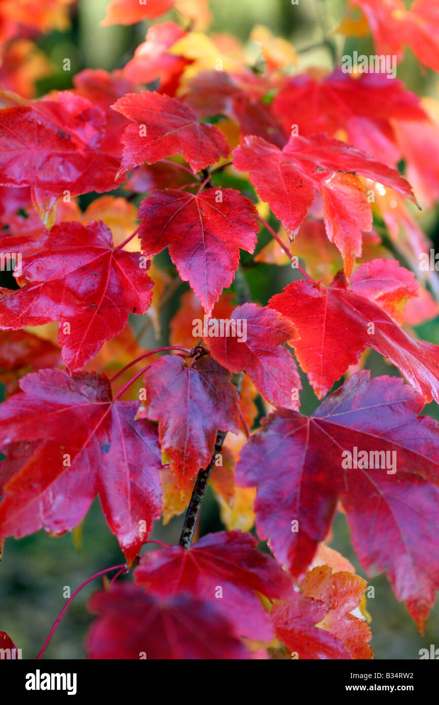 ACER RUBRUM OKTOBER GLORY HERBSTFÄRBUNG ENDE OKTOBER Stockfoto