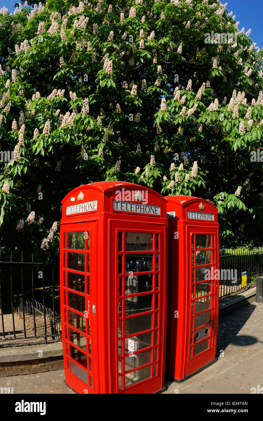 Traditionellen roten Londoner Telefonzellen und Rosskastanie Baum, London Stockfoto