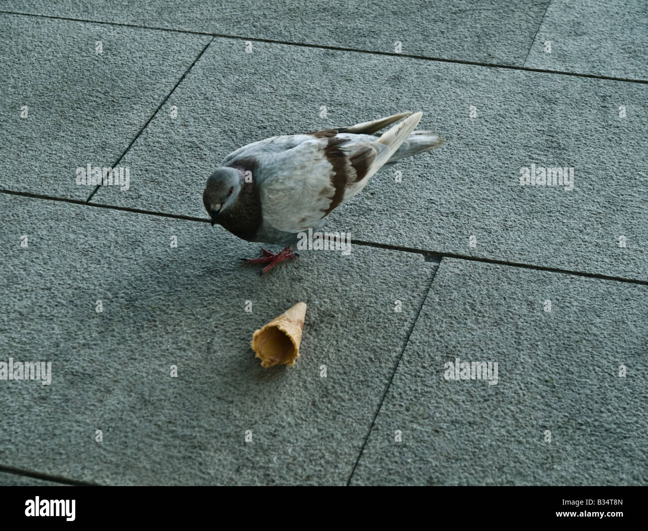 Foto von einer Taube Stading neben einer Eis Kornett. Stockfoto