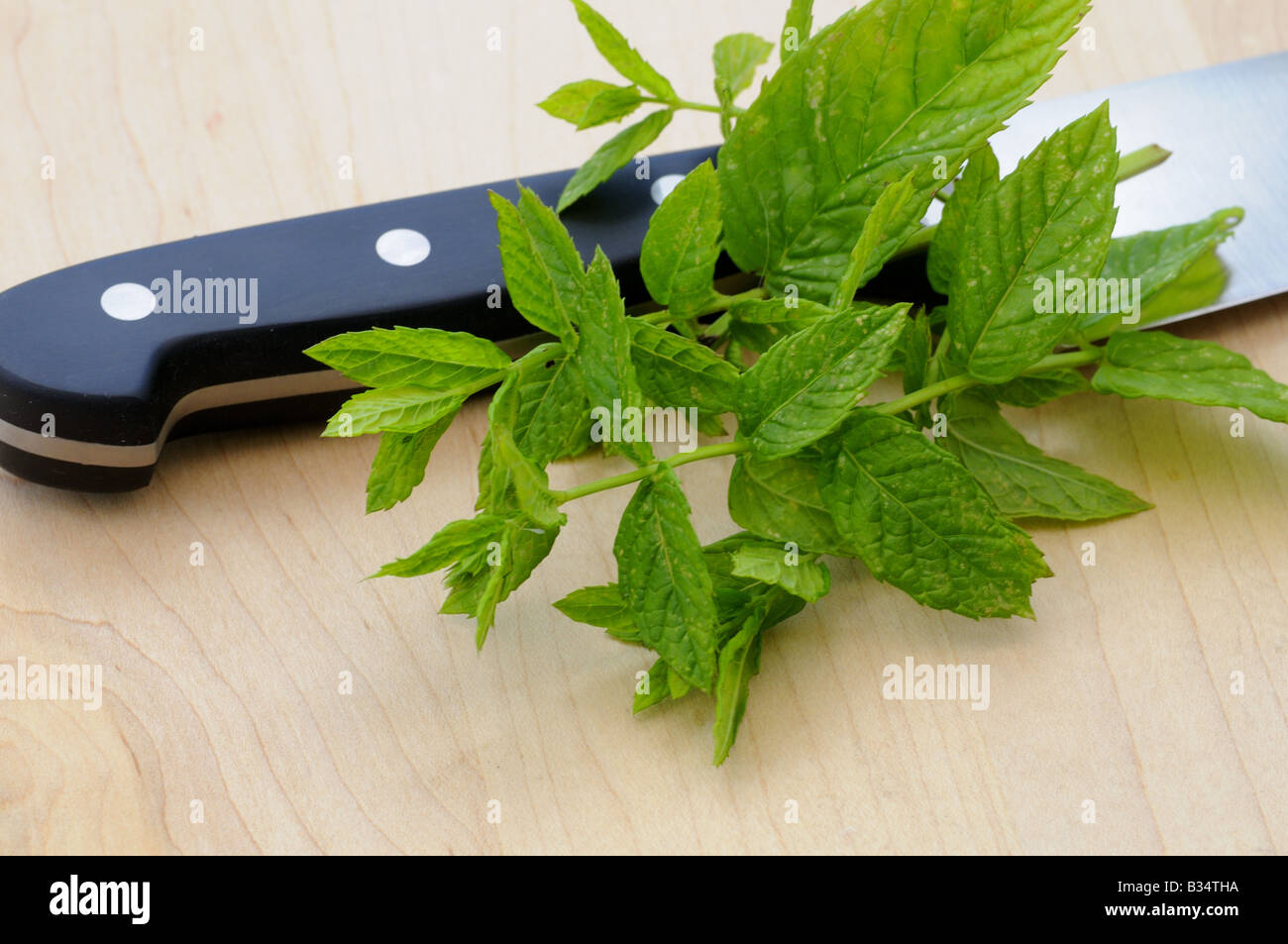 KULINARISCHE Kräuter Kräuter Minze Mentha Viridis, eines der beliebtesten Kräuter in der Küche verwendet Stockfoto