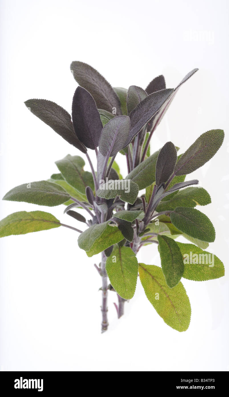 KULINARISCHE Kräuter Kräuter Salbei Salvia Officinalis, eines der beliebtesten Kräuter in der Küche verwendet Stockfoto