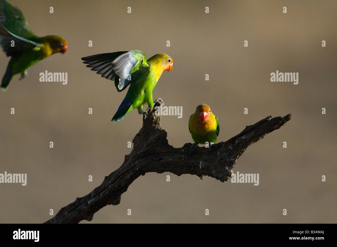 Fischers Liebe Vogel (Agagprnis Fischeri) Landung auf einem Ast, Ndutu, Ngorongoro, Tansania Stockfoto